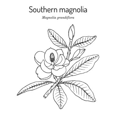 Güney manolyası veya Magnolia körfezi grandiflorası, Mississippi eyalet ağacı ve çiçeği..