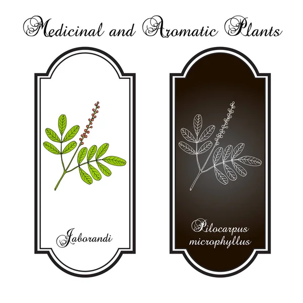 Maranham jaborandi, Pilocarpus microphyllus, planta medicinal — Vector de stock