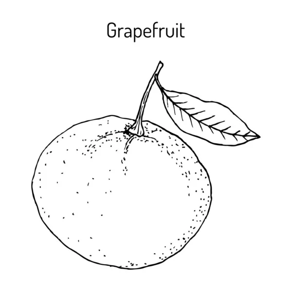 成熟的柚子和叶子。B.病媒 — 图库矢量图片