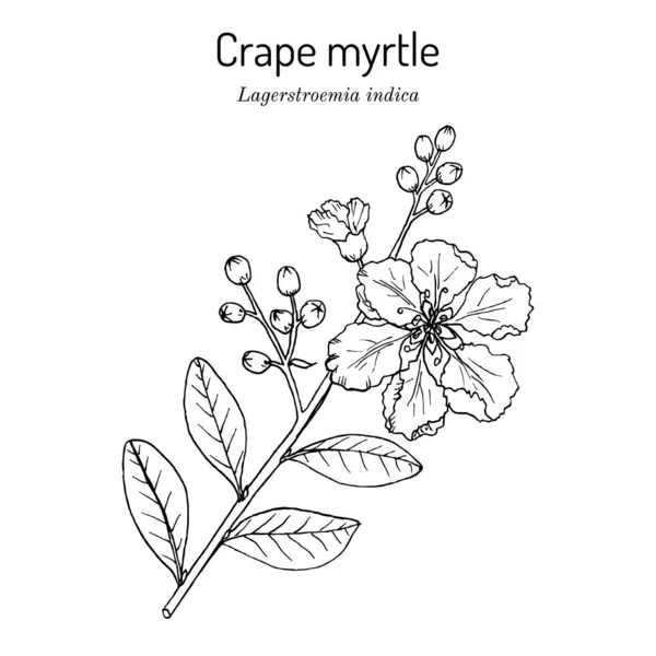 Murta de estupro, ou trepadeira Lagerstroemia indica, flor do estado do Texas — Vetor de Stock