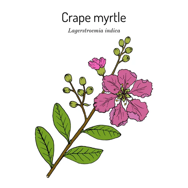 Murta de estupro, ou trepadeira Lagerstroemia indica, flor do estado do Texas — Vetor de Stock