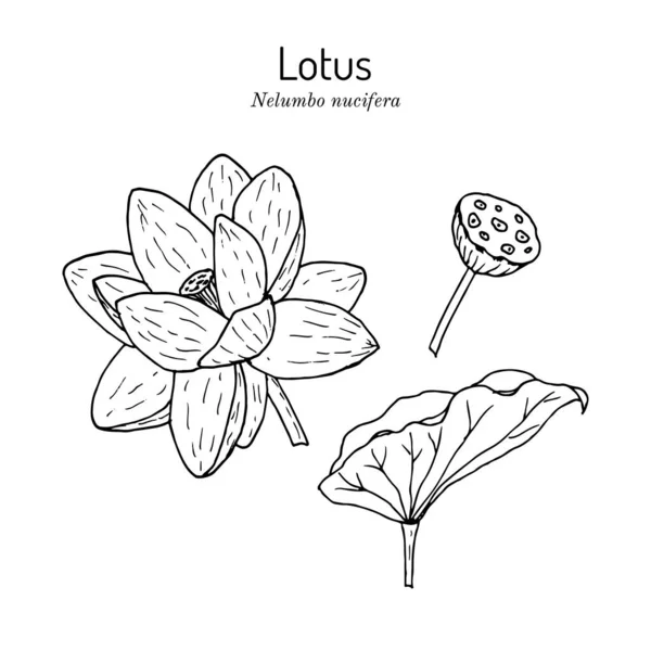 Planta de loto con flor. Vector dibujado a mano — Vector de stock