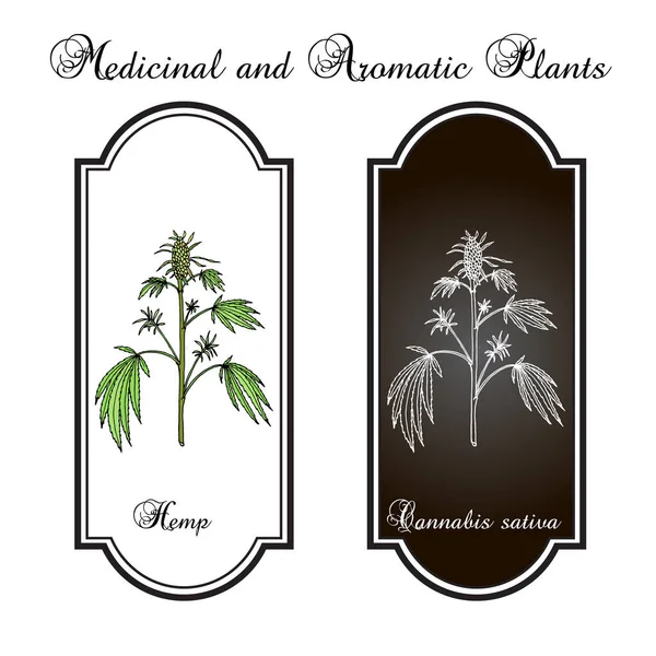 Cânhamo, Cannabis sativa, planta medicinal — Vetor de Stock