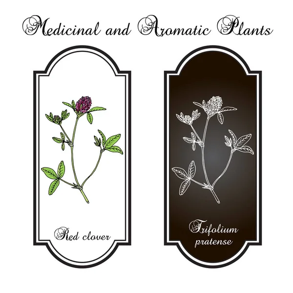 Trébol rojo o Trifolium pratense, planta medicinal — Vector de stock