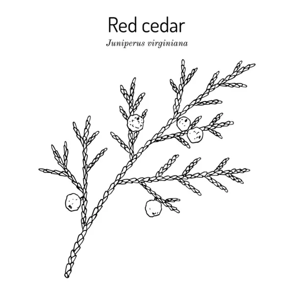 Oosterse roodceder of Virginiaanse jeneverbes Juniperus virginiana, staatsboom van Tennessee — Stockvector