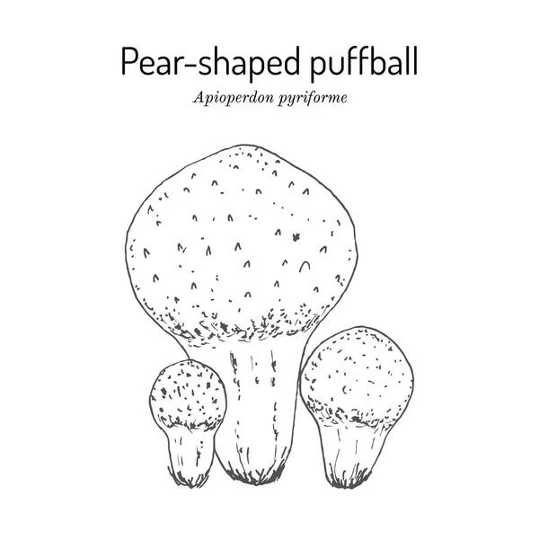 Hruškovitý nebo pahýlový pahýl Apioperdon pyriforme, jedlé houby — Stockový vektor