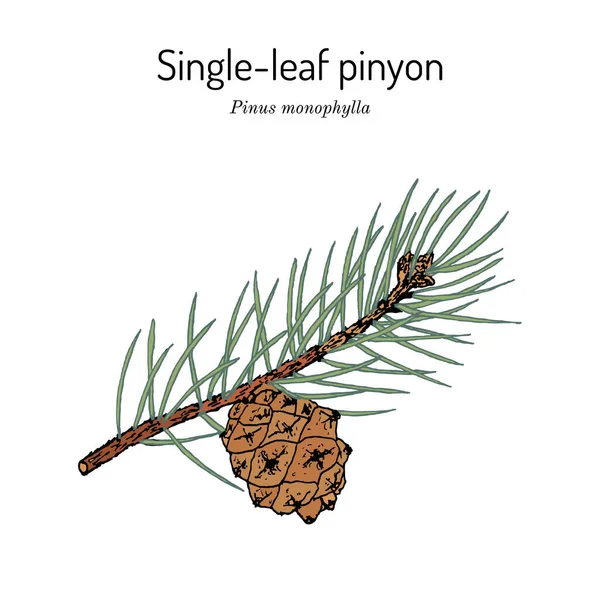 Tek yapraklı Pinyon Pinus monofili, Nevada eyaleti ağacı. — Stok Vektör