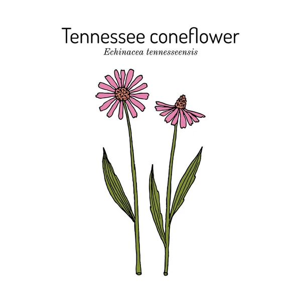 Tennessee purple coneflower echinacea tennesseensis , state flower of Tennessee — стоковий вектор