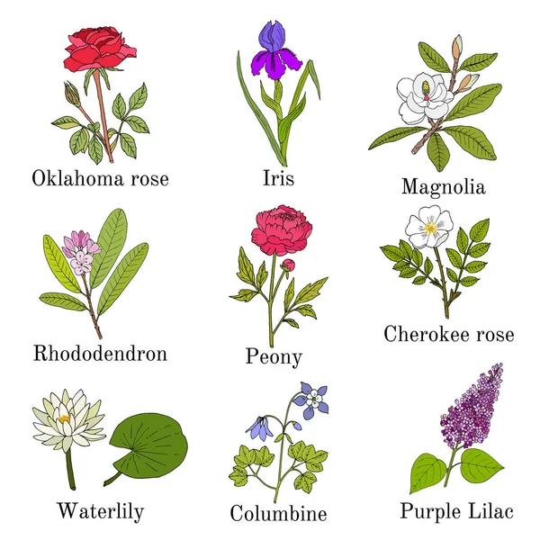 Set van kleurrijke tuinbloemen — Stockvector