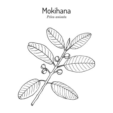 Mokihana ya da Kauai pelea anisata, Hawaii 'nin devlet malı.