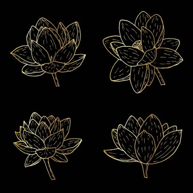 Hint lotusu, kutsal lotus Nelumbo nucifera, su zambağı