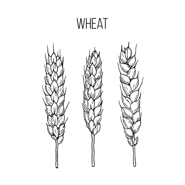 Vektorsatz von Weizenähren — Stockvektor