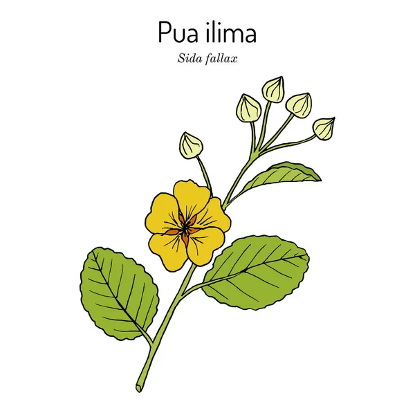 Pua ilima, Sida fallax, державний квітка острова Оаху Гаваї — стоковий вектор