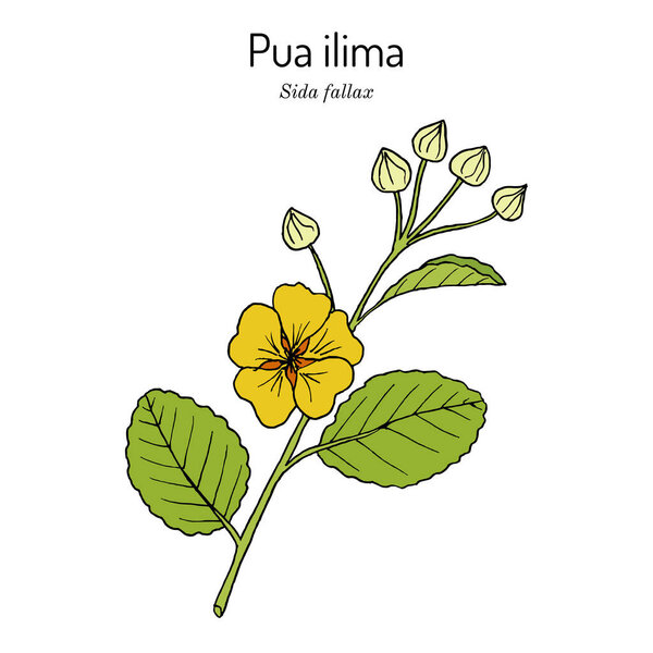 Pua ilima, Sida fallax , state flower of the island of Oahu Hawaii