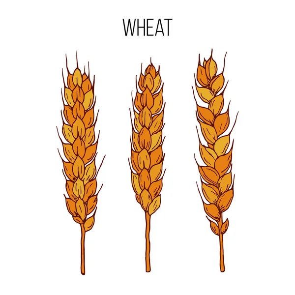 小麦の耳のベクトルセット — ストックベクタ