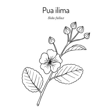 Pua ilima, Sida fallax, Oahu Hawaii adasının eyalet çiçeği.