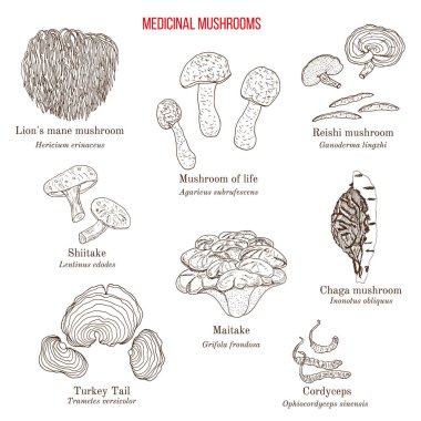 Vector collection of hand drawn medicinal mushrooms, lichens and seaweeds clipart