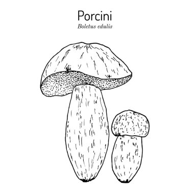 Cep, penny bun, porcini Boletus edulis, yenilebilir mantar.