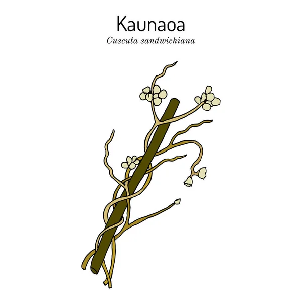 Kaunaoa Cuscuta sandwichiana , Hawaii Island of Lanai Official Lei Material —  Vetores de Stock