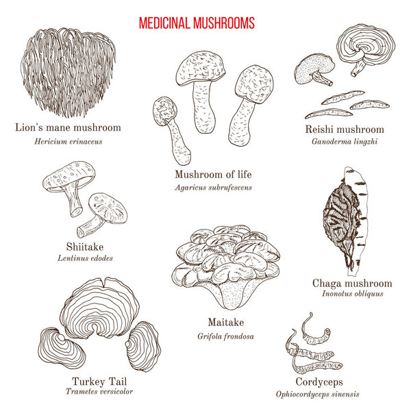 Vector collection of hand drawn medicinal mushrooms, lichens and seaweeds