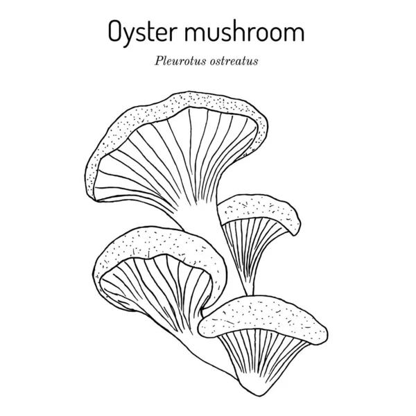 굴 곰팡이 Pleurotus ostreatus, 먹을 수있는 것 과 의약품 버섯 — 스톡 벡터