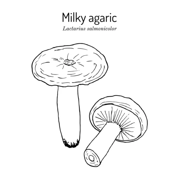 Молочний агарик Lactarius salmonicolor, їстівний і лікарський гриб. — стоковий вектор
