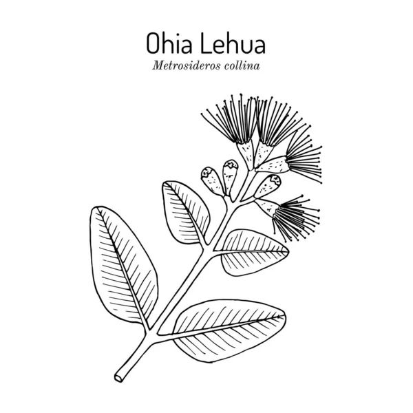 Ohia Lehua metrosideros macropus M. collina, fleur d'État d'Hawaï — Image vectorielle