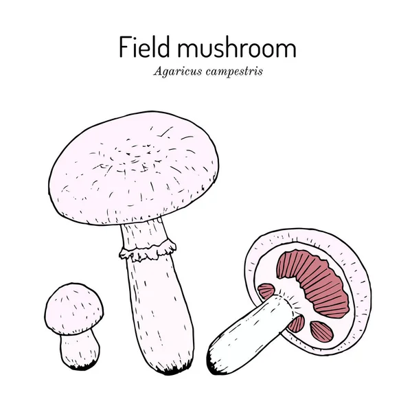 초원이나 들판 버섯 Agaricus campestris, 먹을 수있고 약용 버섯 — 스톡 벡터