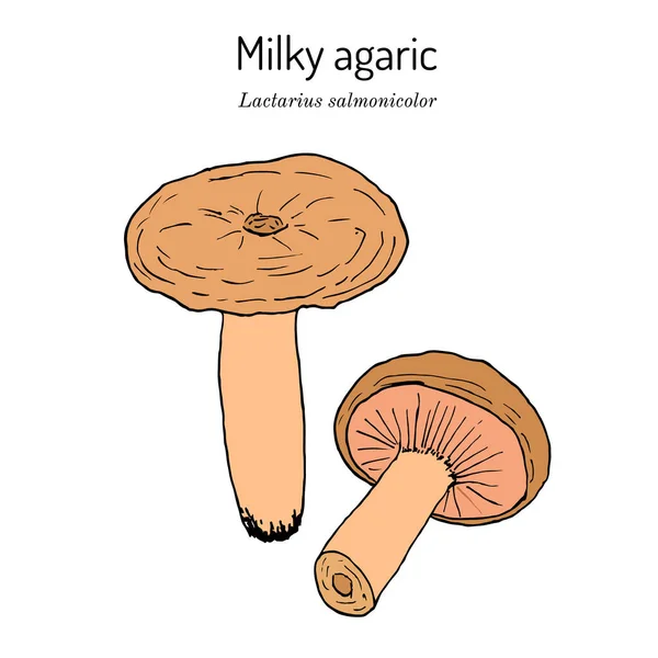 Молочний агарик Lactarius salmonicolor, їстівний і лікарський гриб. — стоковий вектор