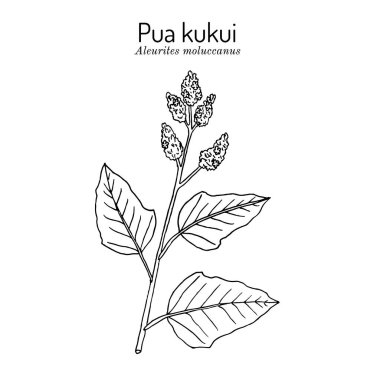 Candlenut ağacının beyaz çiçeği Pua Kukukui Aleurites moluccana, Hawaii Adası Molokai Resmi Lei Material. El çizimi botanik vektör çizimi