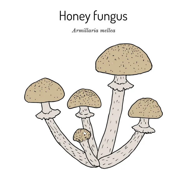 Hongo Miel Armillaria Mellea Hongo Comestible Ilustración Vectorial Botánica Dibujada — Archivo Imágenes Vectoriales