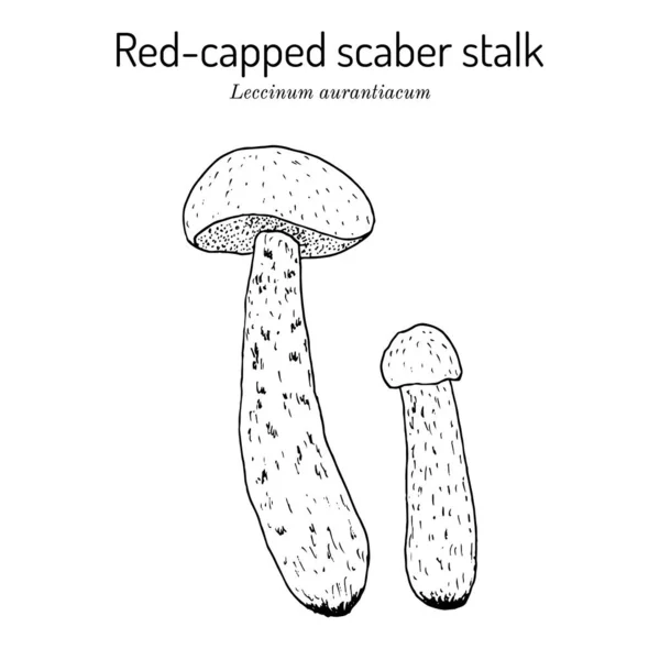 붉은 머리 스크래블 새우, 식용 버섯 — 스톡 벡터