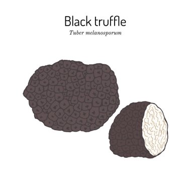 Perigord veya Fransız siyah trüf tüp melanosporum, yenilebilir mantar.