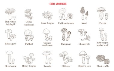 El yapımı yenilebilir mantarların vektör koleksiyonu