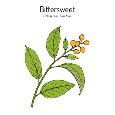 Personel sarmaşığı ya da Amerikan acı tatlı Celastrus taramaları, tıbbi ve süs bitkileri.
