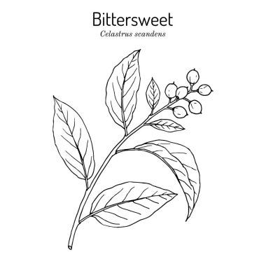 Personel sarmaşığı ya da Amerikan acı tatlı Celastrus taramaları, tıbbi ve süs bitkileri.