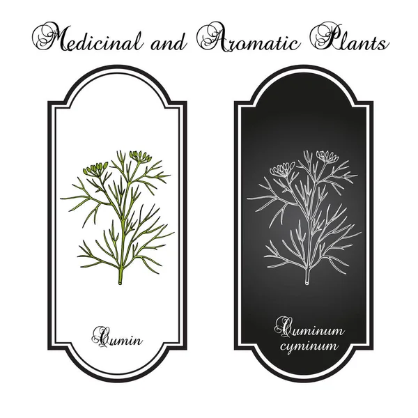Planta aromática comino cuminum cyminum — Vector de stock