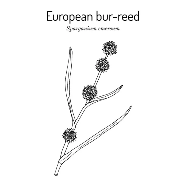 Roseau européen Sparganium emersum, plante médicinale — Image vectorielle