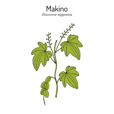 Dioscorea nipponica Makino, tıbbi bitki.