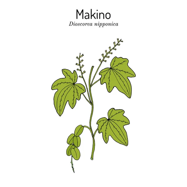 Dioscorea nipponica Makino, roślina lecznicza — Wektor stockowy