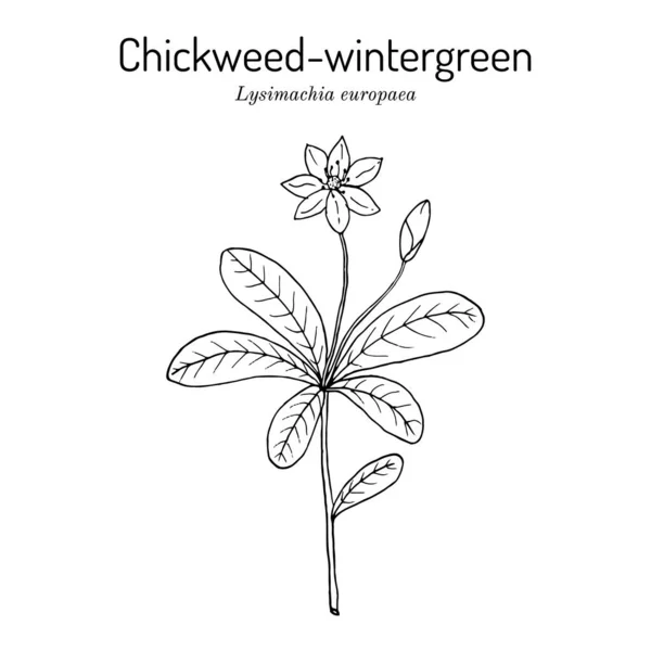 Chickweed-wintergreen ou flor estelar ártica Lysimachia europaea, planta medicinal —  Vetores de Stock