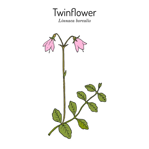 Twinflower Linnaea borealis, gyógynövény — Stock Vector