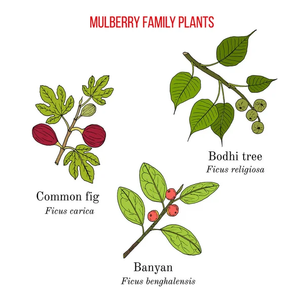 Conjunto de plantas de la familia de las moras o higueras - higuera, banyan y bodhi — Vector de stock