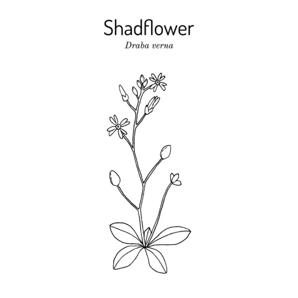 Shadflower or vernal whitlow grass Draba verna , medicinal plant — Stock Vector