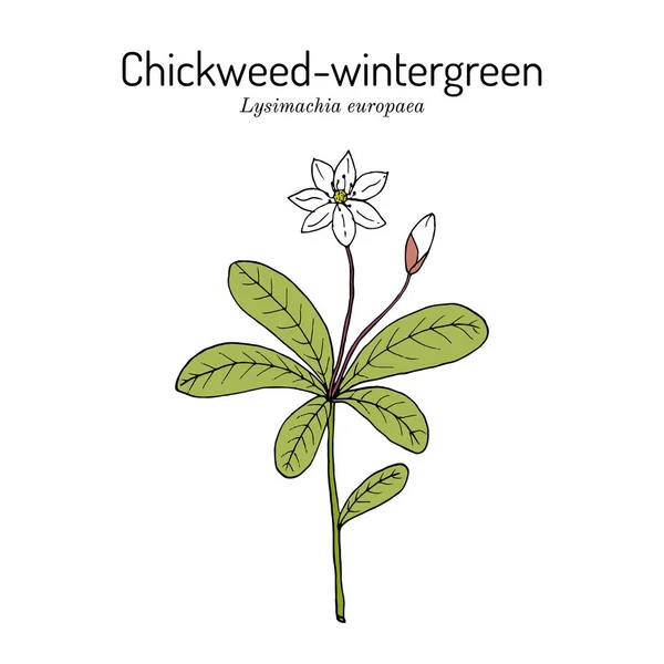 ヒヨコマメ-ウインターグリーンまたは北極星の花ライシマチア・エウロパ、薬用植物 — ストックベクタ