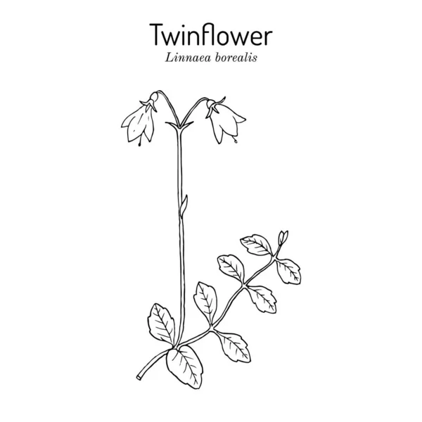Twinflower Linnaea borealis, tıbbi bitki. — Stok Vektör