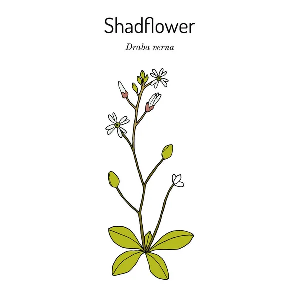 Gölge çiçeği ya da ilkbahar beyaz çimen Draba verna, şifalı bitki — Stok Vektör