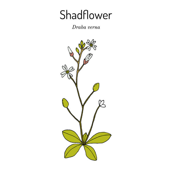 Shadflower or vernal whitlow grass Draba verna , medicinal plant