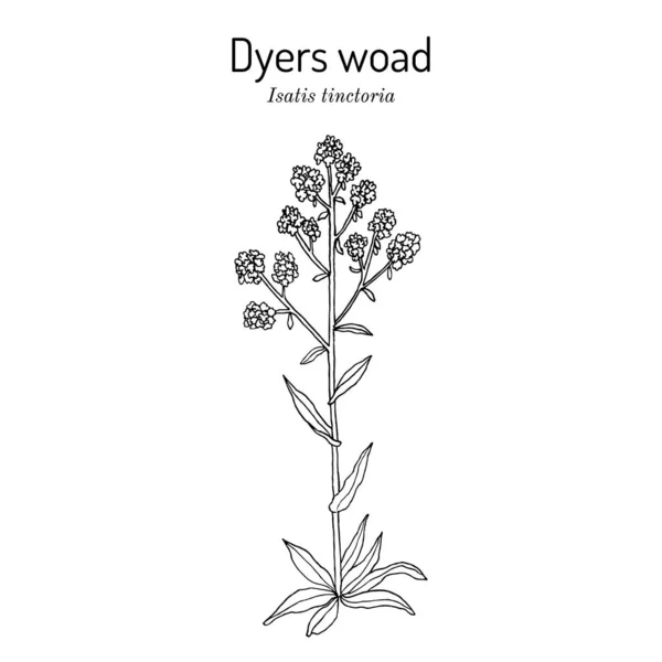 Dyers woad, o glastum Isatis tinctoria, pianta medicinale — Vettoriale Stock