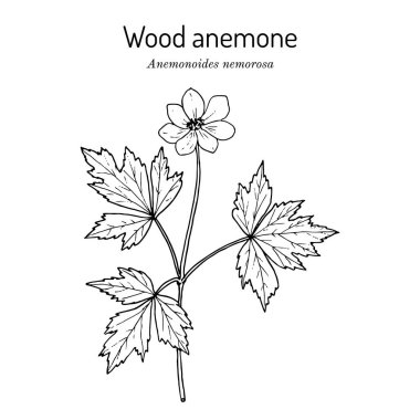 Ahşap şakayık Anemone nemorosa, tıbbi bitki.